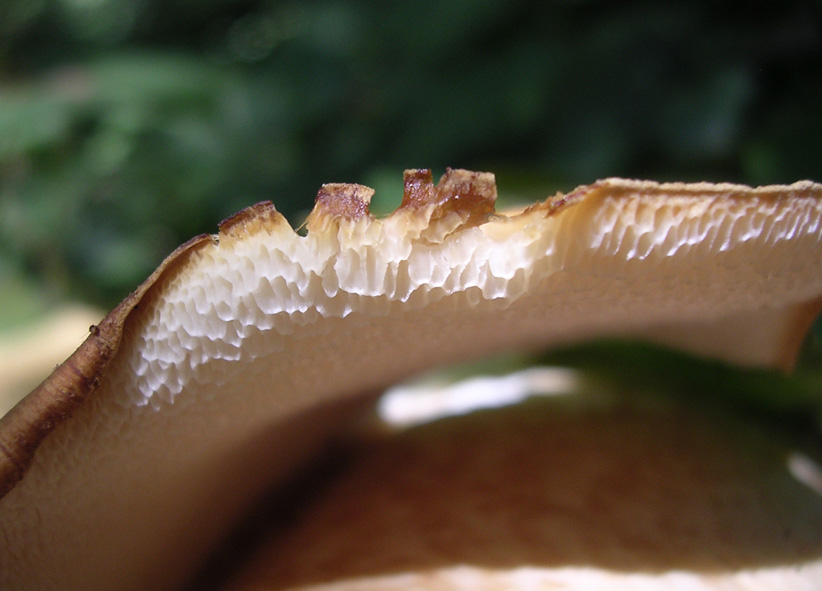 Fungoni (Polyporus squamosus)